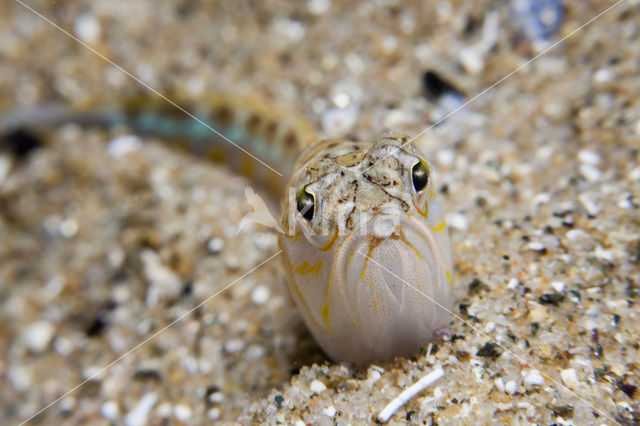 Grote pieterman (Trachinus draco)