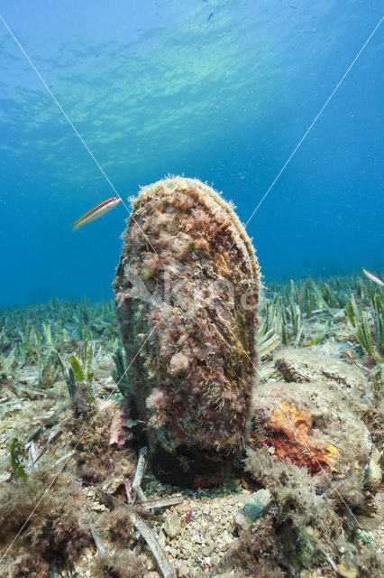 Grote steekmossel (Pinna nobilis)