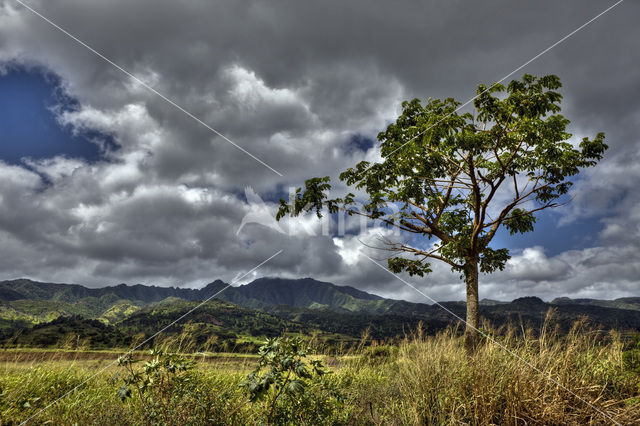 Haleiwa