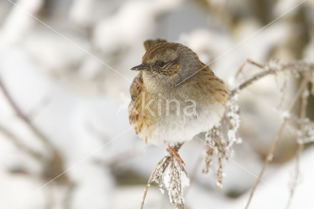 Heggemus (Prunella modularis)