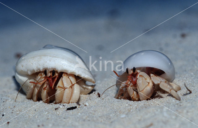 Hermit crab (Coenobita spec)