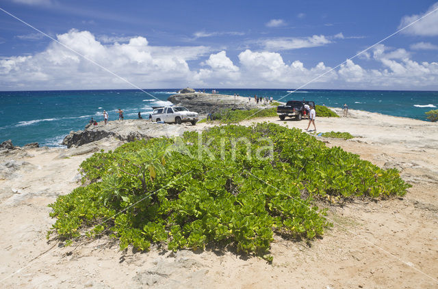 Kahuku Makahoa Point