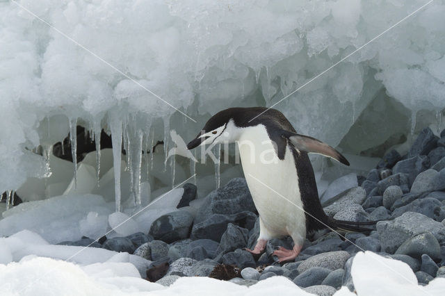 Bearded penguin