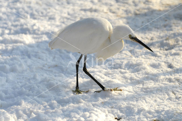 Kleine Zilverreiger (Egretta garzetta)