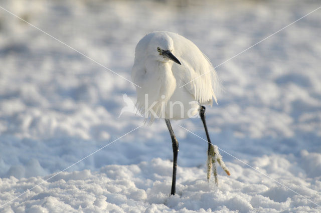 Kleine Zilverreiger (Egretta garzetta)