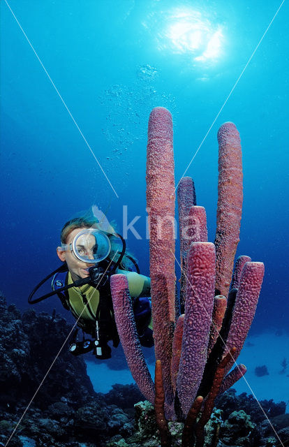 Lavender Stovepipe sponge (Aplysina archeri)