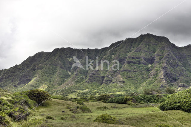 Koolau Ranch