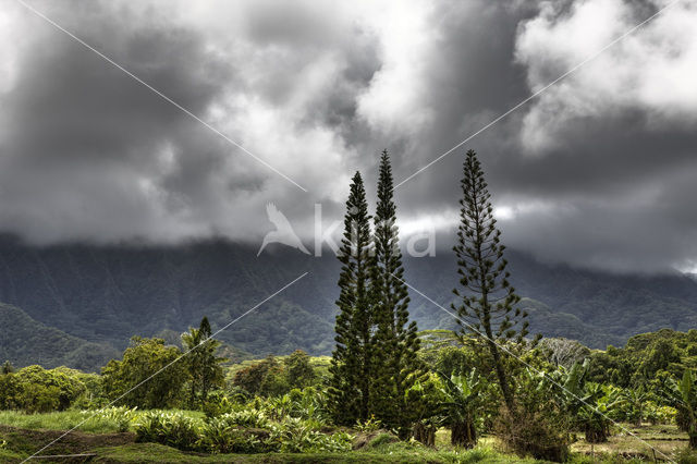 Kualoa Ranch