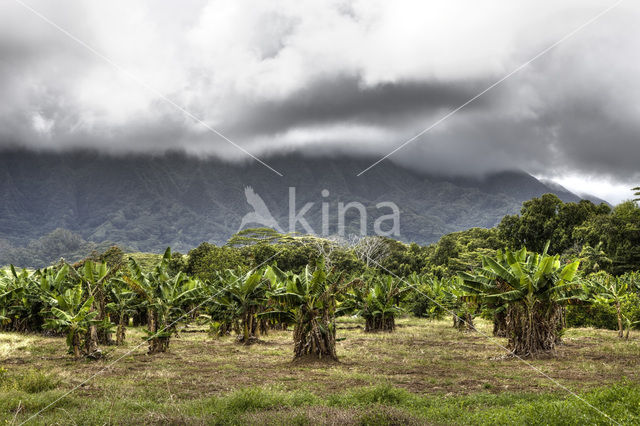 Kualoa Ranch