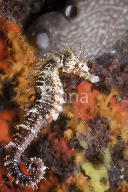 Langsnuit Zeepaardje (Hippocampus ramulosus)