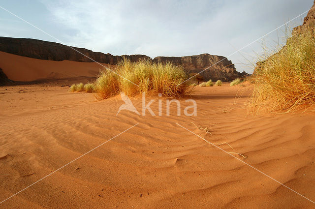 Libyan Desert