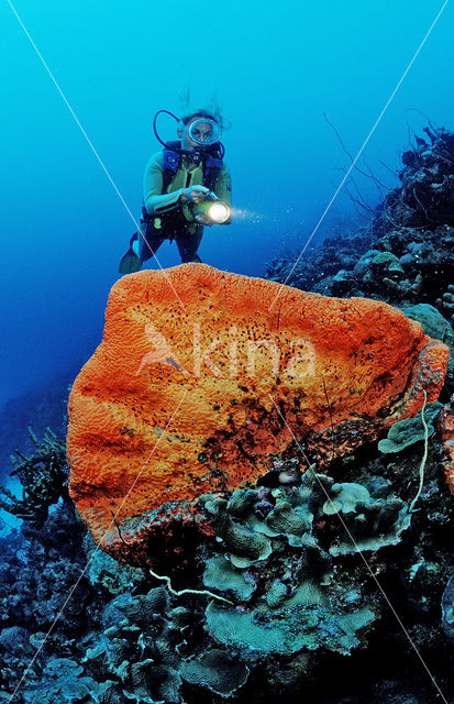 Oranje spons (Agelas clathrodes)