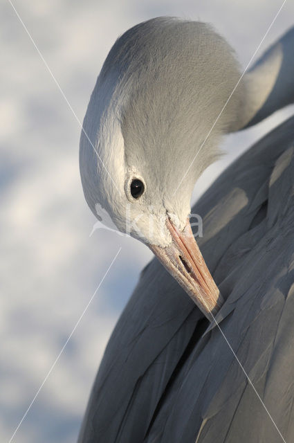 Paradijskraanvogel (Anthropoides paradiseus)