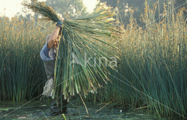 Riet (Phragmites australis)