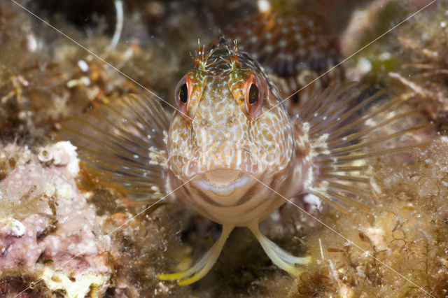 Ringneck Blenny