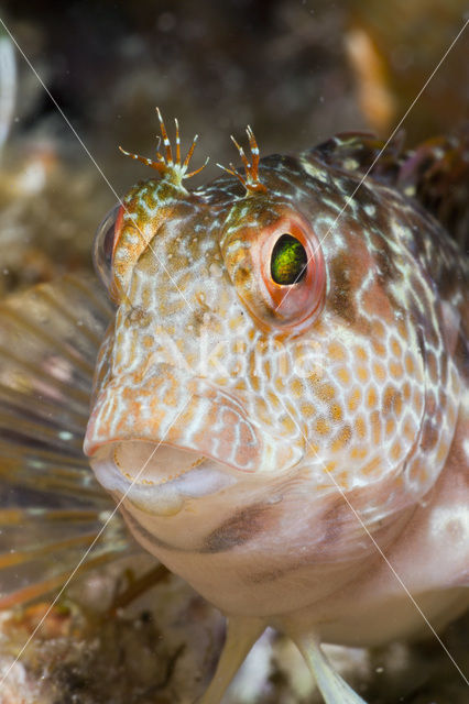 Ringneck Blenny