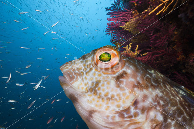 Ringneck Blenny