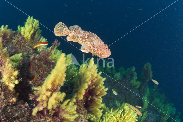 Largescaled scorpionfish