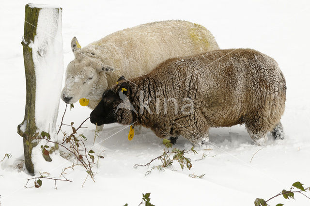 Schaap (Ovis domesticus)