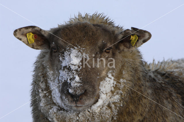 Schaap (Ovis domesticus)