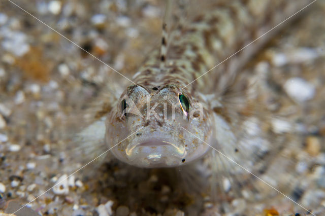 Slender goby (Gobius geniporus)