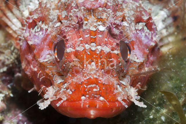 Small red scorpionfish (Scorpaena notata)