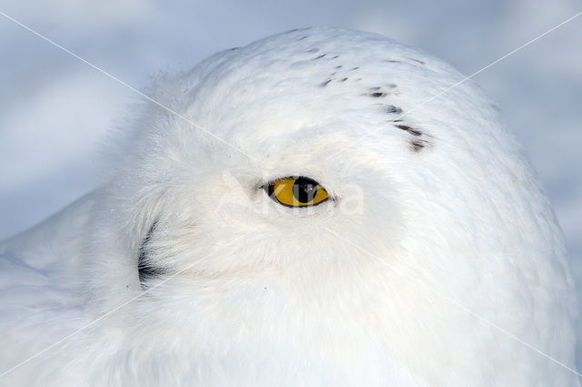 Sneeuwuil (Bubo scandiacus)