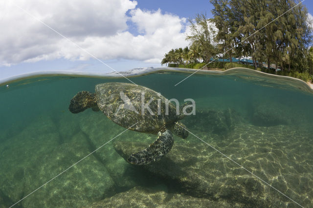 Soepschildpad (Chelonia mydas)