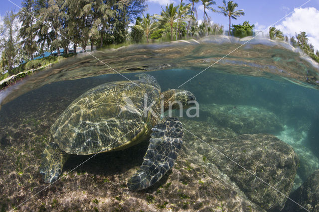 Soepschildpad (Chelonia mydas)