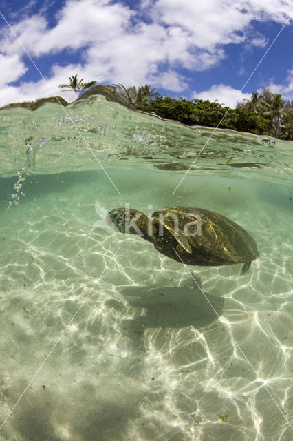 Soepschildpad (Chelonia mydas)