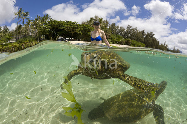 Soepschildpad (Chelonia mydas)