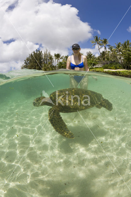 Soepschildpad (Chelonia mydas)