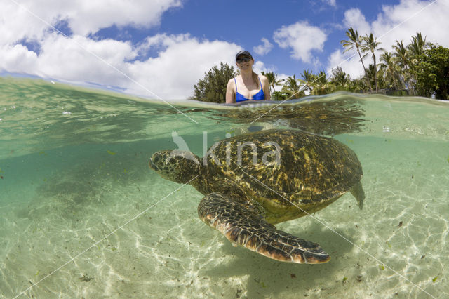 Soepschildpad (Chelonia mydas)