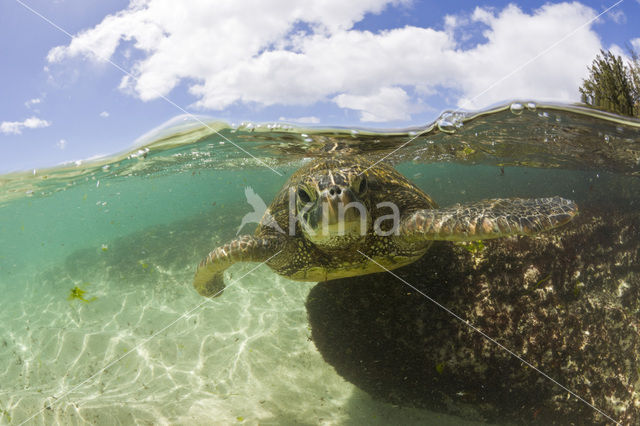 Soepschildpad (Chelonia mydas)