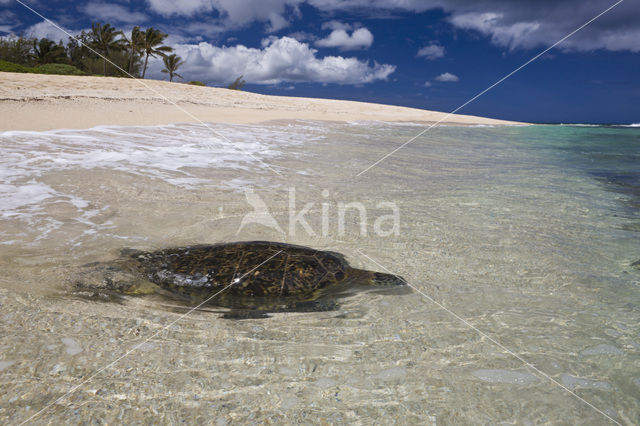 Soepschildpad (Chelonia mydas)