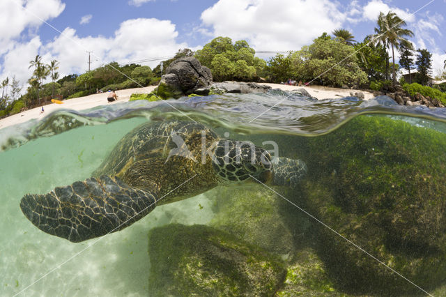 Soepschildpad (Chelonia mydas)