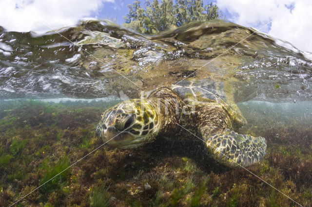 Soepschildpad (Chelonia mydas)