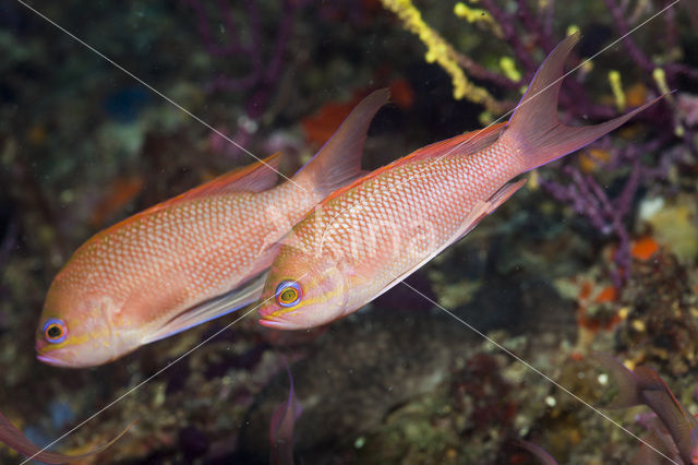 Vlaggenbaars (Anthias anthias)