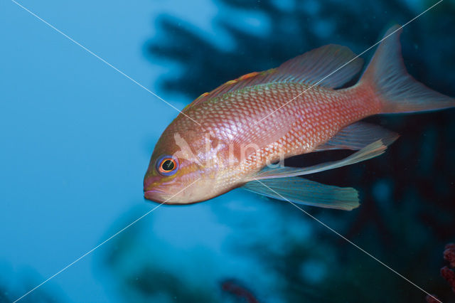 Vlaggenbaars (Anthias anthias)