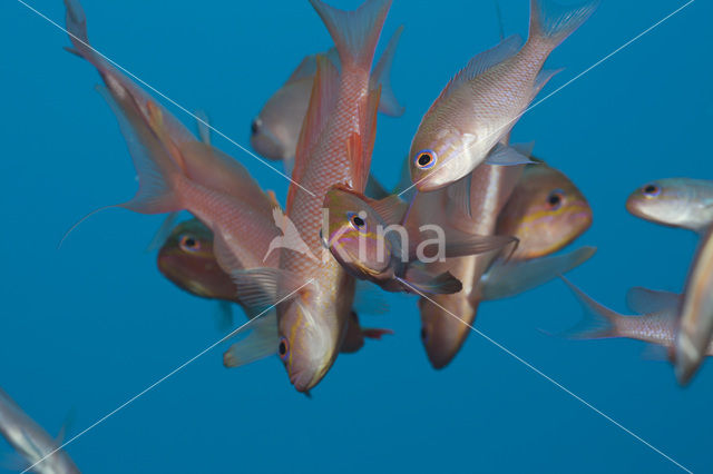 Vlaggenbaars (Anthias anthias)