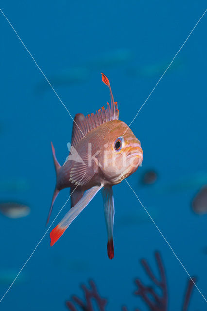 Vlaggenbaars (Anthias anthias)