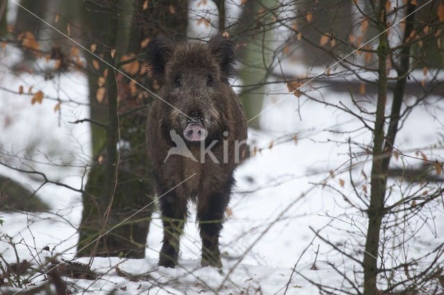 Wild zwijn