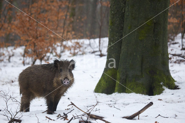 Wild zwijn