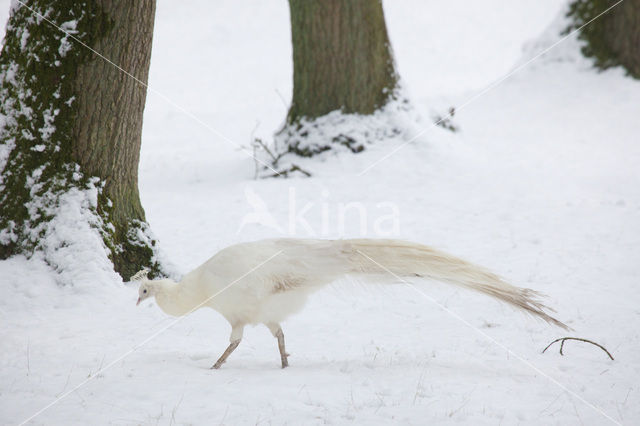 White peafowl (Pavo spec.)