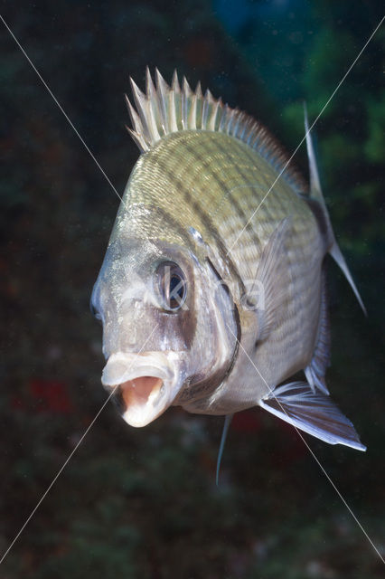 Witte Zeebrasem (Diplodus spec)