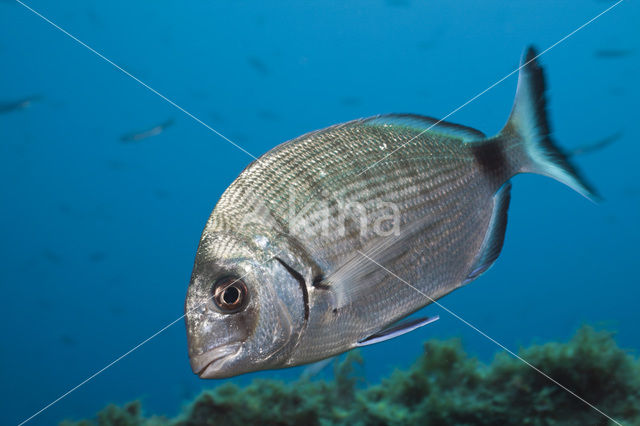 Witte Zeebrasem (Diplodus spec)