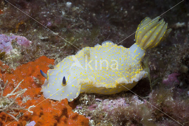 Zeenaaktslak (Hypselodoris elegans)