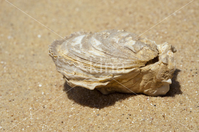 Bahariya Oasis