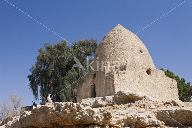 Bahariya Oasis