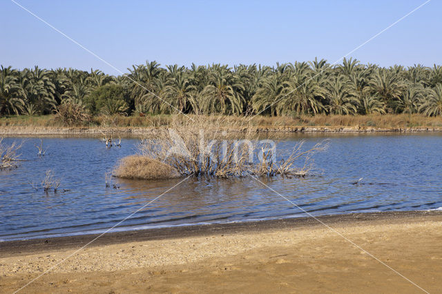 Bahariya Oasis